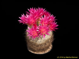 Eriosyce senilis subsp. senilis (syn. Neoporteria gerocephala) 1593